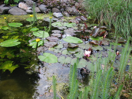 FOTKA - Botanick zahrada Libverda Dn