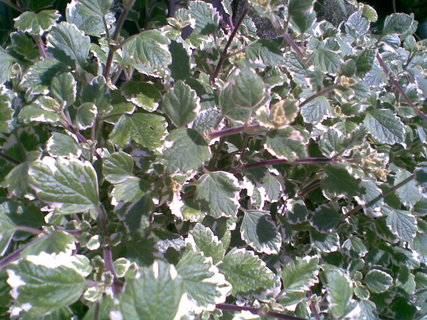 FOTKA - Plectranthus - balknov kvtina