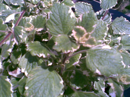 FOTKA - Plectranthus - balknov kvtina