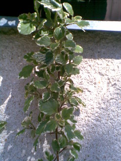 FOTKA - Plectranthus - balknov kvtina