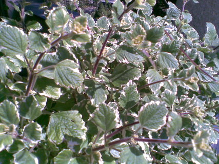 FOTKA - Plectranthus - balknov kvtina