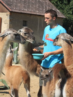 FOTKA - Przdniny kon v zoo  tentokrt ve znamen lam