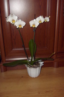 FOTKA - Pstovni orchidej II. - Phalaenopsis