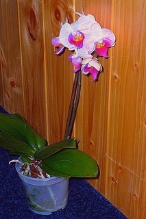 FOTKA - Pstovni orchidej II. - Phalaenopsis