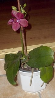 FOTKA - Pstovni orchidej II. - Phalaenopsis