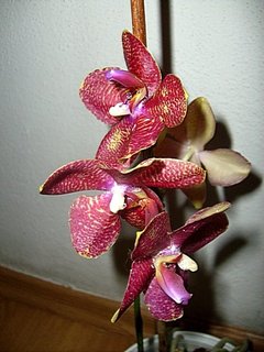 FOTKA - Pstovni orchidej II. - Phalaenopsis