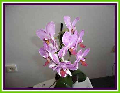 FOTKA - Pstovni orchidej II. - Phalaenopsis