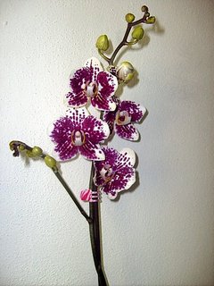 FOTKA - Pstovni orchidej II. - Phalaenopsis