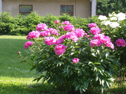 FOTKA - Zahrada s vrbou  kmen