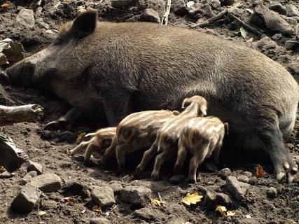 FOTKA - V zoo je nyn k vidn mnoho mlat