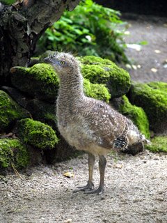 FOTKA - V zoo je nyn k vidn mnoho mlat