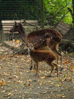 FOTKA - V zoo je nyn k vidn mnoho mlat