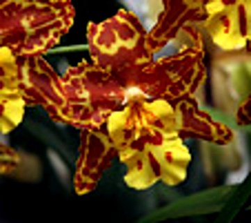 FOTKA - Pstovni orchidej III.   Dendrobium