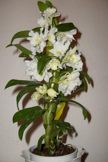 FOTKA - Pstovni orchidej III.   Dendrobium