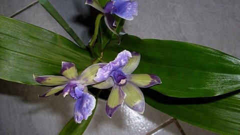 FOTKA - Pstovni orchidej III.   Dendrobium