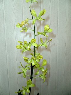 FOTKA - Pstovni orchidej III.   Dendrobium