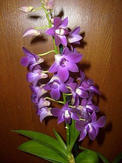 FOTKA - Pstovni orchidej III.   Dendrobium