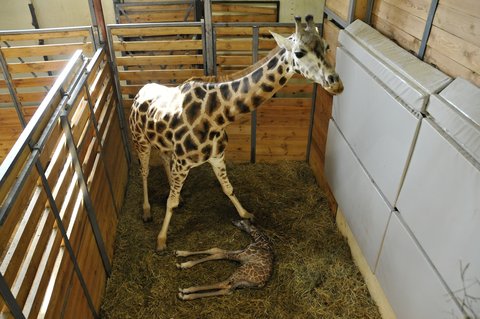 FOTKA - Zoo Praha slav narozen irafho kluka