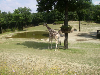 FOTKA - V brnnsk ZOO se narodila irafka