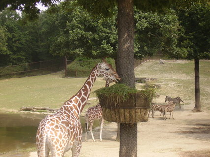 FOTKA - V brnnsk ZOO se narodila irafka