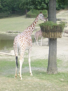 FOTKA - V brnnsk ZOO se narodila irafka