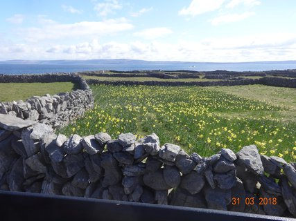 FOTKA - Irsko, zem pastvin, hospdek  a hlod