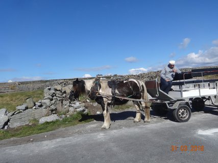 FOTKA - Irsko, zem pastvin, hospdek  a hlod