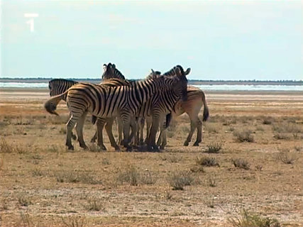 FOTKA - Cestomnie: Namibie  Pout a savanou