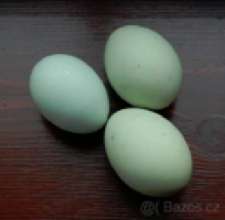 FOTKA - O kohoutovi co nm sn tyrkysov vejce