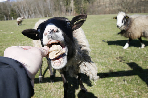 FOTKA - LETN PRZDNINY? NA FARM BLANK!