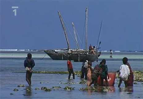 FOTKA - Cestomnie: Zanzibar  Mezi Afrikou a Arbi