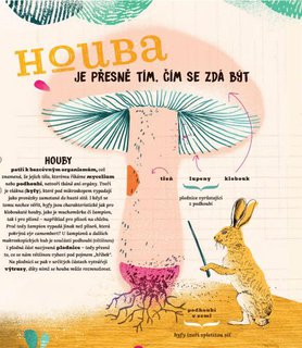 FOTKA - Houby - Podivuhodn skutenosti ze ivota hub, o kterch jste nemli tuen