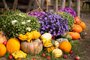 Vrcholem podzimnho programu trojsk botanick zahrady je vstava dn 