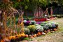 Vrcholem podzimnho programu trojsk botanick zahrady je vstava dn 