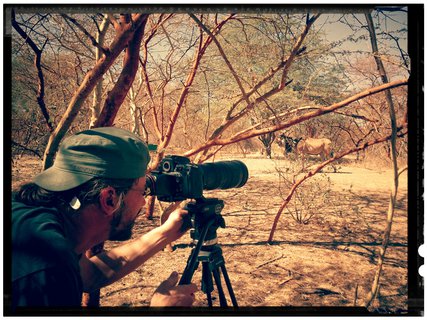 FOTKA - ei zachrauj: Antilopy v Senegalu