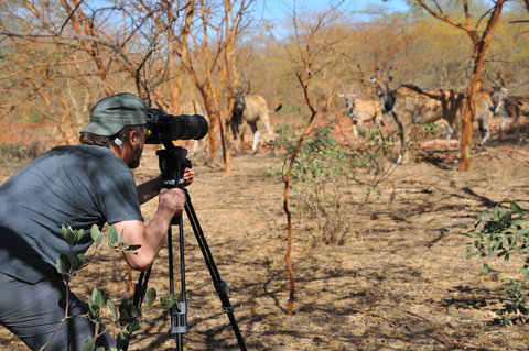 FOTKA - ei zachrauj: Antilopy v Senegalu
