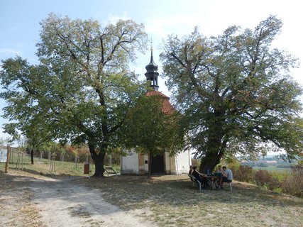 FOTKA - Svatovclavsk vinice na Cecemn