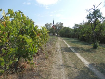FOTKA - Svatovclavsk vinice na Cecemn