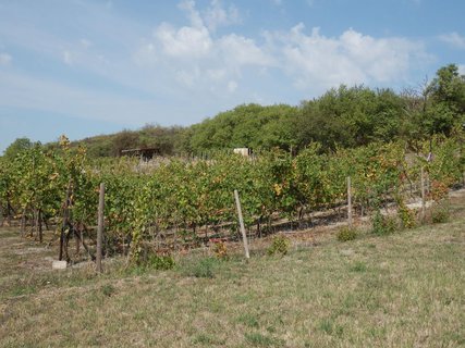 FOTKA - Svatovclavsk vinice na Cecemn