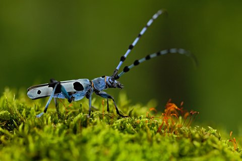 FOTKA - Planeta esko