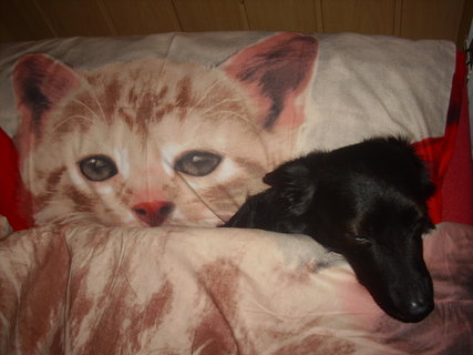 FOTKA - Dasty a Ben, nejvt tynoh lsky mho ivota