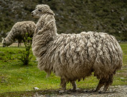 FOTKA - Na cest po stednm Peru