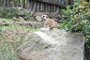 Za zvířátky na kouzelnou Moravu aneb Zoo Lešná