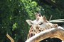 Za zvířátky na kouzelnou Moravu aneb Zoo Lešná