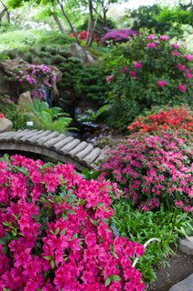 FOTKA - Botanick zahrada vs okouzl tropickmi motly a rozkvtajcmi rododendrony