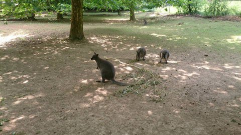 FOTKA - Za zvtky na kouzelnou Moravu aneb Zoo Len