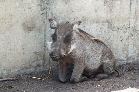 FOTKA - Za zvtky na kouzelnou Moravu aneb Zoo Len