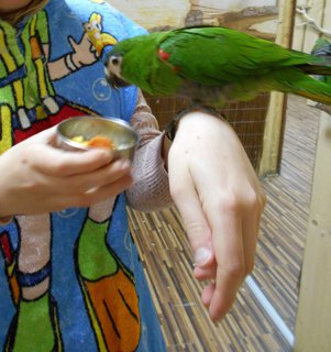 FOTKA - Plhodinka s papouky