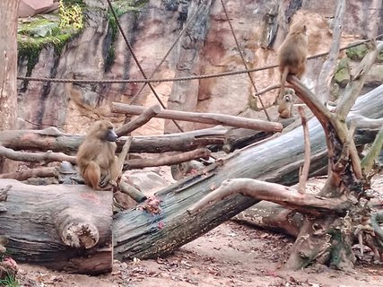 FOTKA - Zoo Norimberk