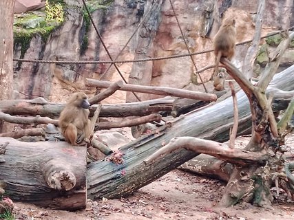 FOTKA - Zoo Norimberk